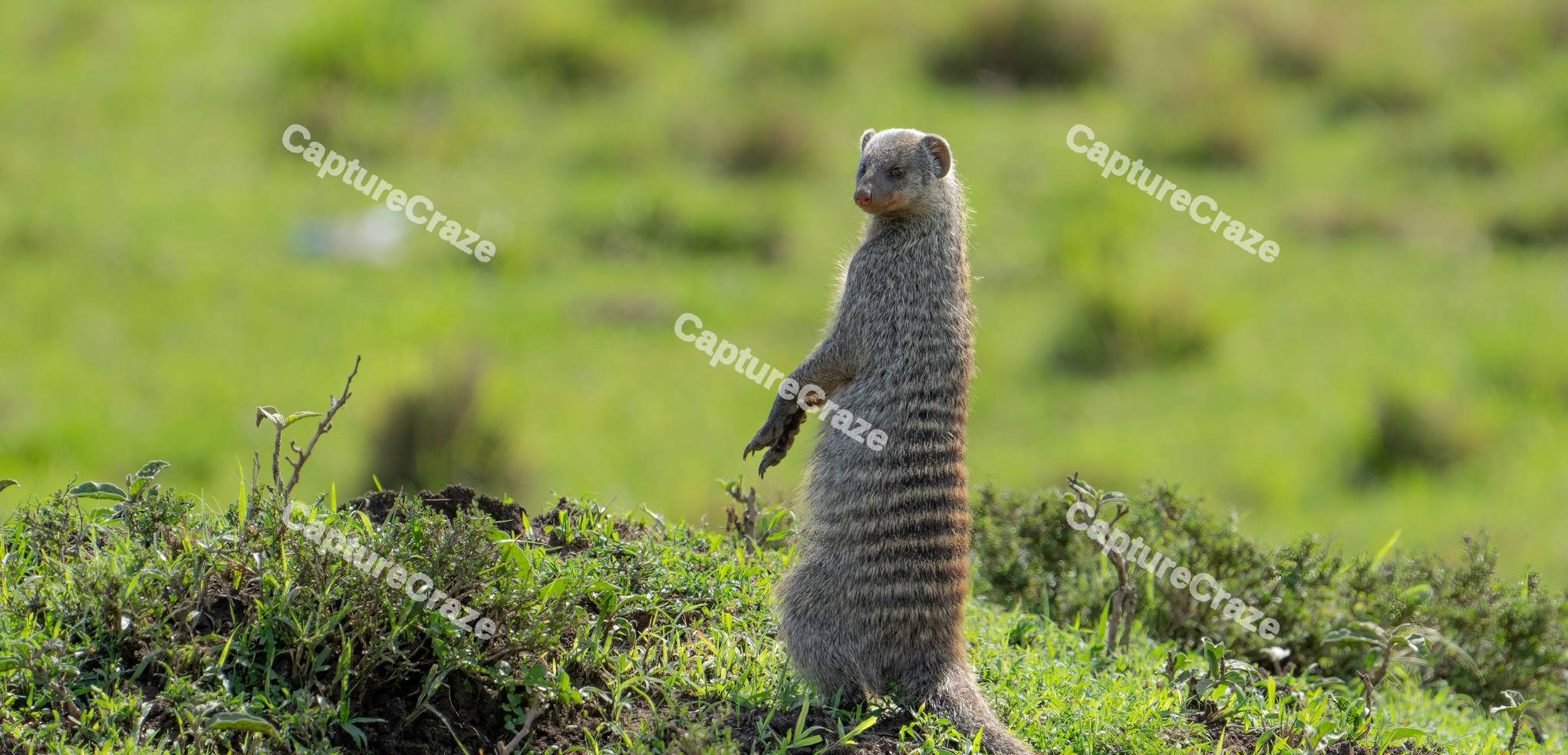 Banded Mongoose